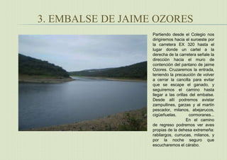 3. EMBALSE DE JAIME OZORES
Partiendo desde el Colegio nos
dirigiremos hacia el suroeste por
la carretera EX 320 hasta el
lugar donde un cartel a la
derecha de la carretera señale la
dirección hacia el muro de
contención del pantano de jaime
Ozores. Cruzaremos la entrada,
teniendo la precaución de volver
a cerrar la cancilla para evitar
que se escape el ganado, y
seguiremos el camino hasta
llegar a las orillas del embalse.
Desde allí podremos avistar
zampullines, garzas y al martín
pescador, milanos, abejarucos,
cigüeñuelas, cormoranes...
En el camino
de regreso podremos ver aves
propias de la dehesa extremeña:
rabilargos, currucas, milanos, y
por la noche seguro que
escucharemos el cárabo.
 