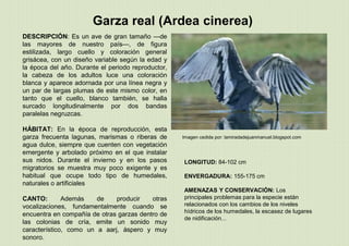 Garza real (Ardea cinerea)
Imagen cedida por: lamiradadejuanmanuel.blogspot.com
LONGITUD: 84-102 cm
ENVERGADURA: 155-175 cm
AMENAZAS Y CONSERVACIÓN: Los
principales problemas para la especie están
relacionados con los cambios de los niveles
hídricos de los humedales, la escasez de lugares
de nidificación...
DESCRIPCIÓN: Es un ave de gran tamaño —de
las mayores de nuestro país—, de figura
estilizada, largo cuello y coloración general
grisácea, con un diseño variable según la edad y
la época del año. Durante el periodo reproductor,
la cabeza de los adultos luce una coloración
blanca y aparece adornada por una línea negra y
un par de largas plumas de este mismo color, en
tanto que el cuello, blanco también, se halla
surcado longitudinalmente por dos bandas
paralelas negruzcas.
HÁBITAT: En la época de reproducción, esta
garza frecuenta lagunas, marismas o riberas de
agua dulce, siempre que cuenten con vegetación
emergente y arbolado próximo en el que instalar
sus nidos. Durante el invierno y en los pasos
migratorios se muestra muy poco exigente y es
habitual que ocupe todo tipo de humedales,
naturales o artificiales
CANTO: Además de producir otras
vocalizaciones, fundamentalmente cuando se
encuentra en compañía de otras garzas dentro de
las colonias de cría, emite un sonido muy
característico, como un a aarj, áspero y muy
sonoro.
 