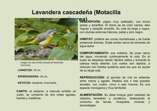 Lavandera cascadeña (Motacilla
cinerea)
Imagen de Juan Emilio tomada de Wikimedia
Commons
LONGITUD: 19 cm.
ENVERGADURA: 26 cm.
ESTATUS: residente, invernante.
DESCRIPCIÓN: pájaro muy estilizado, con tonos
grises y amarillos. El dorso es de color ceniza, alas
negras y obispillo amarillo. Su cola es larga y negra,
con plumas externas blancas, patas y pico negro.
HÁBITAT: prefiere las zonas montañosas y de fuerte
presencia arbórea. Suele anidar cerca de torrentes de
agua dulce.
COMPORTAMIENTO: ave solitaria. Se posa cerca
del agua, moviendo continuamente la cola. En el
suelo se desplaza dando rápidos saltos y echando la
cabeza hacia delante. Los vuelos son rápidos, a
menudo con fuertes quiebros para los que se ayuda
de su larga cola.
REPRODUCCIÓN: el período de cría se extiende
entre marzo y agosto. Realiza dos o tres puestas
anuales, con cuatro, cinco o seis huevos. Es una
especie monógama y muy territorial.
ALIMENTACIÓN: Su dieta incluye gran variedad de
insectos terrestres y acuáticos, destacando el
consumo de larvas, mosquitos, moscas y
escarabajos.
CANTO: el reclamo, a menudo emitido en
vuelo, se compone de dos notas agudas,
fuertes y metálicas.
 