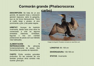 Cormorán grande (Phalacrocorax
carbo)
LONGITUD: 80- 100 cm
ENVERGADURA: 130-160 cm
STATUS: Invernante
Imagen de Agustín Povedano tomada de: www.flickr.com
DESCRIPCIÓN: Se trata de un ave
grande, de aspecto torpe y coloración
general negruzca, salvo la garganta,
que es de tonos blanquecinos. Tiene
el cuello largo y grueso, el pico
prominente y gris, y las patas negras.
HÁBITAT: Aunque de tradición
invernante, desde hace unos años ha
comenzado a criar en algunos
embalses interiores. Embalses,
lagunas o ríos con nutridas
poblaciones de peces son sus hábitats
más habituales.
ALIMENTACIÓN Y
REPRODUCCIÓN: Se alimenta
fundamentalmente de peces. Son
frecuentes las puestas de reposición.
CANTO: Emite sonidos guturales
profundos. En las colonias de cría
también produce otros sonidos más
suaves: ghoo-gho.
 