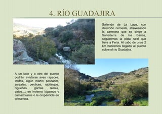4. RÍO GUADAJIRA
Saliendo de La Lapa, con
dirección noroeste, atravesando
la carretera que se dirige a
Salvatierra de los Barros,
seguiremos la pista rural que
lleva a Feria. Al cabo de unos 2
km habremos llegado al puente
sobre el río Guadajira.
A un lado y a otro del puente
podrán avistarse aves rapaces,
tordos, algún martín pescador,
zorzales, perdices, rabilargos,
cigüeñas, garzas reales,
patos…; en invierno lúgamos y
camachuelos o la oropéndola en
primavera.
 
