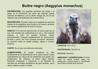 LONGITUD: 100-115 cm.
ENVERGADURA: 265-290 cm.
ESTATUS: Residente.
AMENAZAS Y CONSERVACIÓN: El buitre
negro ha sufrido durante siglos una
persecución indiscriminada e injustificada
que lo llevó al borde de la extinción.
Buitre negro (Aegypius monachus)
DISTRIBUCIÓN: Las agrestes serranías del centro y el
oeste de la Península, así como las ásperas sierras
costeras de Mallorca, son el último refugio de una de las
rapaces más sobresalientes de nuestra fauna.
DESCRIPCIÓN: El buitre negro es un gigante de casi tres
metros de envergadura que conserva en nuestro territorio
sus mejores poblaciones de todo el mundo.
HÁBITAT: A la hora de reproducirse, el buitre negro es un
ave muy forestal sin preferencia por una u otra especie
arbórea, si bien en nuestro territorio ocupa,
principalmente, bosques mediterráneos de alcornoques,
encinas y pinos, así como pinares montanos; asimismo,
se conocen nidos en robles melojos, alisos e, incluso,
enebros.
CANTO: Es un ave normalmente silenciosa.
ALIMENTACIÓN: El conejo constituye un pilar
fundamental de la alimentación de la rapaz cuando muere
masivamente por causa de las epidemias que asolan sus
poblaciones. No obstante, el buitre negro también
frecuenta muladares y basureros, o se alimenta de
carroñas de animales domésticos de gran tamaño, como
vacas, cabras, ovejas o cerdos.
 