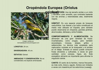 Oropéndola Europea (Oriolus
oriolus)
LONGITUD: 24 cm.
ENVERGADURA: 45 cm.
ESTATUS: Estival.
AMENAZAS Y CONSERVACIÓN: No es
considerada una especie amenazada.
DESCRIPCIÓN: Ave de tamaño similar a un mirlo
y llamativo color amarillo, que contrasta bastante
con las anchas y redondeadas alas, totalmente
negras.
HÁBITAT: Es una especie propia de bosques
caducifolios. Las riberas y los sotos constituyen el
medio más utilizado en España, pero también
puede observarse en choperas, grandes jardines,
alcornocales, dehesas y entre frutales.
COMPORTAMIENTO Y ALIMENTACIÓN: Se
alimentan de una gran variedad de frutos:
invertebrados, como orugas, pero también
escarabajos, moscas, abejas, grillos y
saltamontes. La técnica más empleada para
capturarlos consiste en la búsqueda y el picoteo
en el follaje. Entrado el verano puede consumir
frutas silvestres y cultivadas, a veces en gran
cantidad, como cerezas, higos, etc. Este
energético alimento es importante para afrontar la
migración otoñal.
CANTO: El canto de la hembra, menos frecuente,
es más corto, breve y agudo. Ambos son imitados
a veces con maestría por los estorninos (cueeejj).
Imagen cedida por:
lamiradadejuanmanuel.blogspot.com
 