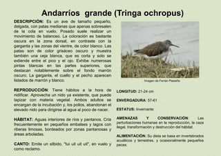 Andarríos grande (Tringa ochropus)
LONGITUD: 21-24 cm
ENVERGADURA: 57-61
ESTATUS: Invernante
AMENAZAS Y CONSERVACIÓN: Las
perturbaciones humanas en la reproducción, la caza
ilegal, transformación y destrucción del hábitat.
ALIMENTACIÓN: Su dieta se basa en invertebrados
acuáticos y terrestres, y ocasionalmente pequeños
peces.
DESCRIPCIÓN: Es un ave de tamaño pequeño,
delgada, con patas medianas que apenas sobresalen
de la cola en vuelo. Posado suele realizar un
movimiento de balanceo. La coloración es bastante
oscura en la zona dorsal, en contraste con la
garganta y las zonas del vientre, de color blanco. Las
patas son de color grisáceo oscuro y muestra
también una ceja blanca, que es corta y solo se
extiende entre el pico y el ojo. Exhibe numerosas
pintas blancas en las partes superiores, que
destacan notablemente sobre el fondo marrón
oscuro. La garganta, el cuello y el pecho aparecen
listados de marrón y blanco.
REPRODUCCIÓN: Tiene hábitos a la hora de
nidificar. Aprovecha un nido ya existente, que puede
tapizar con materia vegetal. Ambos adultos se
encargan de la incubación y, los pollos, abandonan el
elevado nido para dirigirse al agua al poco de nacer.
HÁBITAT: Aguas interiores de ríos y pantanos. Cría
frecuentemente en pequeños embalses y lagos con
riberas limosas, bordeados por zonas pantanosas y
áreas arboladas.
CANTO: Emite un silbido, "tui uit uit uit", en vuelo y
como reclamo.
Imagen de Ferrán Pestaña
 