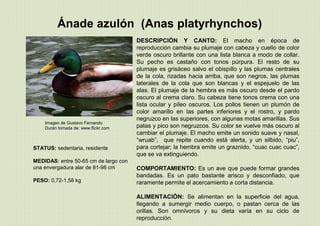 Ánade azulón (Anas platyrhynchos)
STATUS: sedentaria, residente
MEDIDAS: entre 50-65 cm de largo con
una envergadura alar de 81-98 cm
PESO: 0,72-1,58 kg
Imagen de Gustavo Fernando
Durán tomada de: www.flickr.com
DESCRIPCIÓN Y CANTO: El macho en época de
reproducción cambia su plumaje con cabeza y cuello de color
verde oscuro brillante con una lista blanca a modo de collar.
Su pecho es castaño con tonos púrpura. El resto de su
plumaje es grisáceo salvo el obispillo y las plumas centrales
de la cola, rizadas hacia arriba, que son negros, las plumas
laterales de la cola que son blancas y el espejuelo de las
alas. El plumaje de la hembra es más oscuro desde el pardo
oscuro al crema claro. Su cabeza tiene tonos crema con una
lista ocular y píleo oscuros. Los pollos tienen un plumón de
color amarillo en las partes inferiores y el rostro, y pardo
negruzco en las superiores, con algunas motas amarillas. Sus
patas y pico son negruzcos. Su color se vuelve más oscuro al
cambiar el plumaje. El macho emite un sonido suave y nasal,
“wruab”, que repite cuando está alerta, y un silbido, “piu”,
para cortejar; la hembra emite un graznido, “cuac cuac cuac”,
que se va extinguiendo.
COMPORTAMIENTO: Es un ave que puede formar grandes
bandadas. Es un pato bastante arisco y desconfiado, que
raramente permite el acercamiento a corta distancia.
ALIMENTACIÓN: Se alimentan en la superficie del agua,
llegando a sumergir medio cuerpo, o pastan cerca de las
orillas. Son omnívoros y su dieta varía en su ciclo de
reproducción.
 