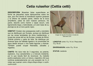 Cetia ruiseñor (Cettia cetti)
LONGITUD: entre 13 y 14 cm. Pesa entre
12 y 18 cm
ENVERGADURA: entre 15 y 19 cm
STATUS: residente
Imagen de Agustín Povedano tomada de:
www.flickr.com
DESCRIPCIÓN: Muestran listas superciliares en
forma de pequeñas rayas blanquecinas sobre los
ojos, pico fino siendo la mandíbula superior grisácea
y la inferior de castaño pardo, interior de la boca
amarillento, patas de color rosáceo pardusco, iris
pardo, descrito como marrón o sepia oscuro, cola
ligeramente larga y redondeada y el color base de su
plumaje es de un tono pardo rojizo.
HÁBITAT: Existen dos subespecies (cetti y orientalis)
que se distribuyen por Eurasia, aunque se distribuye
por las zonas templadas de clima mediterráneo, y
ocupa las zonas del sur de Europa, noreste de África,
Oriente próximo y parte de Asia. Se distribuye por
diversos tipos de hábitats ligados a la proximidad de
agua desde arroyos o ríos hasta lagunas y charcas.
También puede ocupar fresnadas, zarzales y
regadíos.
CANTO: No dura más de 3 segundos, es potente,
explosivo, muy característico y a menudo insistente,
por lo que resulta fácil de reconocer. Su melodía
podría explicarse como un breve y repentino chiii que
continúa aceleradamente con una sucesión de 3 o 4
notas que suenan como chiqui-chiqui-chiqui o cuchi-
cuchi-cuchi
 