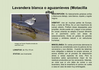 Imagen de Ferrán Pestaña tomada de:
www.flickr.com
Lavandera blanca o aguzanieves (Motacilla
alba)
LONGITUD: de 16 a 19 cm
STATUS: ave invernante
DESCRIPCIÓN: Es básicamente grisácea arriba
y blancuzca debajo, cara blanca, copete y cogote
negros.
HÁBITAT: vive en muchas partes de Europa,
Asia, y norte de África. Es un ave insectívora de
campo abierto. Prefiere áreas despejadas para
empollar, donde puede ver y seguir a sus presas.
En zonas urbanas se adapta a buscar alimento
en el pavimento como son áreas de
estacionamiento. Anida en grietas de paredes
rocosas y similares natural o en estructuras
humanas.
MISCELÁNEA: En varias provincias alemanas la
lavandera es considerada como la patrona de los
cerveceros y sus clientes. Cuando las tabernas
eran obligadas a elaborar su propia cerveza, el
aroma emitido por el proceso de elaboración
atraía a varias especies de aves. Pero la
lavandera sabía aprovecharse mejor de los
residuos producidos por los cerveceros. Además,
se creía que si uno daba de comer a una
lavandera, ésta le enseñaría el camino de vuelta
a casa en caso de estar muy embriagado.
 