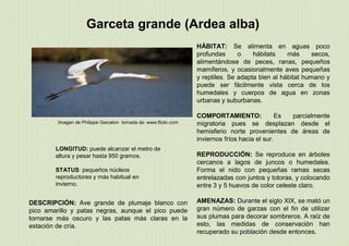 Imagen de Philippe Garcelon tomada de: www.flickr.com
Garceta grande (Ardea alba)
LONGITUD: puede alcanzar el metro de
altura y pesar hasta 950 gramos.
STATUS: pequeños núcleos
reproductores y más habitual en
invierno.
DESCRIPCIÓN: Ave grande de plumaje blanco con
pico amarillo y patas negras, aunque el pico puede
tornarse más oscuro y las patas más claras en la
estación de cría.
HÁBITAT: Se alimenta en aguas poco
profundas o hábitats más secos,
alimentándose de peces, ranas, pequeños
mamíferos, y ocasionalmente aves pequeñas
y reptiles. Se adapta bien al hábitat humano y
puede ser fácilmente vista cerca de los
humedales y cuerpos de agua en zonas
urbanas y suburbanas.
COMPORTAMIENTO: Es parcialmente
migratoria pues se desplazan desde el
hemisferio norte provenientes de áreas de
inviernos fríos hacia el sur.
REPRODUCCIÓN: Se reproduce en árboles
cercanos a lagos de juncos o humedales.
Forma el nido con pequeñas ramas secas
entrelazadas con juntos y totoras, y colocando
entre 3 y 5 huevos de color celeste claro.
AMENAZAS: Durante el siglo XIX, se mató un
gran número de garzas con el fin de utilizar
sus plumas para decorar sombreros. A raíz de
esto, las medidas de conservación han
recuperado su población desde entonces.
 