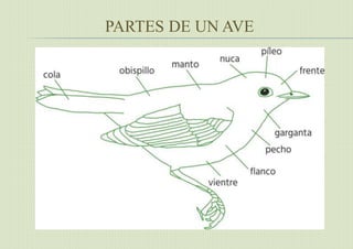 PARTES DE UN AVE
 