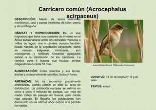 Autor:Martien Brand (Wikimedia Commons)
Carricero común (Acrocephalus
scirpaceus)DESCRIPCIÓN: Manto de tonos marrones
monótonos, ceja y partes inferiores de color crema
y ala puntiaguda.
HÁBITAT Y REPRODUCCIÓN: Es un ave
migradora que tiene sus cuarteles de invierno en el
África subsahariana anida en carrizales maduros a
orillas de lagos, ríos y canales aunque también
puede hacerlo en la vegetación adyacente, como
en sauces, salgueras, mimbreras… son
monógamos y nidifican formando agregados
debido a la distribución de los carrizales. La
hembra pone 4 huevos que incuban ambos
progenitores durante 10 días.
ALIMENTACIÓN: Come insectos y sus larvas,
arañas y ocasionalmente semillas, frutos y flores.
AMENAZAS: No se encuentra globalmente
amenazada, siendo común en toda su área de
distribución. La población europea se estima en
torno a unos 4 millones de parejas, con más de
medio millón de parejas en Suecia, país donde
más abunda. En España las poblaciones han
disminuido en los últimos años debido a la pérdida
de hábitat.
LONGITUD: 13 cm de longitud y 12 g de
peso.
STATUS: estival
 