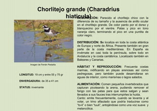 Imagen de Ferrán Pestaña
Chorlitejo grande (Charadrius
hiaticula)DESCRIPCIÓN: Parecido al chorlitejo chico con la
diferencia de su tamaño y la ausencia de anillo ocular
en el chorlitejo grande. De color pardo por el dorso y
blanquecino por el vientre. Patas y pico en tono
naranja claro, terminando el pico en una puntita de
color negro.
DISTRIBUCIÓN: Se localiza en toda la costa atlántica
de Europa y norte de África. Presente también en gran
parte de la costa mediterránea. En España es
invérnate en casi toda la península, sobre todo en
Andalucía y la costa cantábrica. Localizado también en
Baleares y Canarias.
HÁBITAT Y REPRODUCCIÓN: Frecuenta costas
marinas, nidificando en playas arenosas así como
pedregosas, pero también puede desarrollarse en
aguas de interior, como marismas o lagos salados.
ALIMENTACIÓN: Comen pequeños invertebrados que
capturan picoteando la arena, pudiendo remover el
fango con las patas para que estos salgan y sean
llevados a sus fauces tras interrumpirles la huida.
Canto: emite frecuentemente, cuando se levanta y al
volar, un trino aflautado que podría traducirse como
“to-li” o bien “tuuli”, antojándose como una voz suave y
melancólica.
LONGITUD: 19 cm y entre 55 y 75 gr
ENVERGADURA: de 35 a 41 cm
STATUS: invernante
 