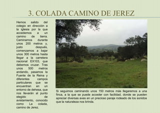 3. COLADA CAMINO DE JEREZ
Hemos salido del
colegio en dirección a
la iglesia por la que
accedemos a un
camino de tierra.
Caminamos durante
unos 200 metros y,
justo después,
comenzamos a bajar
unos 300 metros hasta
llegar a la carretera
nacional EX103, que
debemos cruzar. Tras
unos 500 metros
andando, pasamos la
Fuente de la Reina y
diferentes campos
particulares que se
encuentran en un
entorno de dehesa, que
nos llevarán al punto
elegido de
avistamiento, conocido
como La colada,
camino de Jerez.
Si seguimos caminando unos 150 metros más llegaremos a una
finca, a la que se puede acceder con facilidad, donde se pueden
apreciar diversas aves en un precioso paraje rodeado de los sonidos
que la naturaleza nos brinda.
 