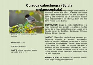 Imagen de Juan Emilio tomada de Wikimedia
Commons
Curruca cabecinegra (Sylvia
melanocephala)DESCRIPCIÓN: Presenta pico negro con la base de la
mandíbula inferior más clara. Los tarsos y los dedos
son de color marrón. El iris de los ojos es castaño o
pardo y está enmarcado por un anillo ocular de color
rojizo o rosa salmón en los adultos, y de un tono más
pardo rosado en los jóvenes.
DISTRIBUCIÓN: Ocupa la costa mediterránea y la
mitad meridional, pero también se localiza en muchos
puntos de la mitad septentrional, muy escasa en la
Meseta norte, la Cordillera Cantábrica, Pirineos,
Sistema Ibérico y Asturias.
HÁBITAT: Matorrales mediterráneos espesos, con
frecuencia presente en espinos, alcornocales,
lentiscos, palmitos, sabianres, carrascales, o pinares,
pero siempre en sotobosque. También ocupa jardines
y arboledas en grupos de árboles cercanos a
viviendas, ya sean decorativos o cultivados. Es común
en zonas de zarzales y malezas, huertos, riberas de
cursos fluviales, frutales de secano, e incluso en zonas
del área suburbana.
ALIMENTACIÓN: Se alimenta de insectos, arañas,
frutas (higos, uvas) y frutos silvestres
LONGITUD: 13 cm
STATUS: sedentario
CANTO: extensa voz áspera aunque
agradable (tri-tri-tri-tri)
 