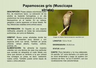 Imagen de Alberto García tomada de: www.flickr.com
Papamoscas gris (Muscicapa
striata)DESCRIPCIÓN: Posee cabeza voluminosa y pico
fino, de insectívoro típico. La coloración de los
adultos es bastante homogénea, y en ella
predominan los tonos grisáceos en el dorso y los
blanquecinos en el vientre. En su cabeza,
garganta y pecho aparecen un tenue listado. No
hay diferencias notables entre ambos sexos.
DISTRIBUCIÓN: En España es una especie
nidificante, presente en todas las comunidades
autónomas, así como en Baleares.
HÁBITAT: Busca zonas arboladas donde los
árboles se presenten poco densos y con
espacios entre sus ramas. También en zonas
urbanas, campo abierto, huertos, cultivos,
jardines, etc.
ALIMENTACIÓN: Se alimenta de insectos
volantes con una técnica de caza muy particular
que consiste en atraparlos al vuelo desde una
rama que domine su territorio a la que volverá
tras conseguir su presa, es decir, realizando
vuelos cortos. También puede comer bayas de
saúco u otros arbustos.
LONGITUD: 13,5 a 15 cm
ENVERGADURA: 23-25,5 cm
STATUS: estival
CANTO: Poco llamativo y no muy elaborado.
Un sencillo “zii” como llamada y un canto que
se inicia lentamente y luego se quiebra con
cambios de ritmo, “izz izz iri tchiritirri”, son sus
vocalizaciones más características
 