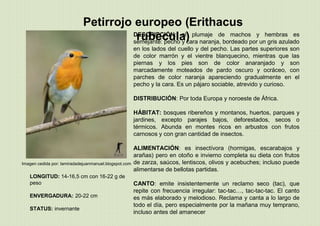 Imagen cedida por: lamiradadejuanmanuel.blogspot.com
Petirrojo europeo (Erithacus
rubecula)DESCRIPCIÓN: el plumaje de machos y hembras es
semejante: pecho y cara naranja, bordeado por un gris azulado
en los lados del cuello y del pecho. Las partes superiores son
de color marrón y el vientre blanquecino, mientras que las
piernas y los pies son de color anaranjado y son
marcadamente moteados de pardo oscuro y ocráceo, con
parches de color naranja apareciendo gradualmente en el
pecho y la cara. Es un pájaro sociable, atrevido y curioso.
DISTRIBUCIÓN: Por toda Europa y noroeste de África.
HÁBITAT: bosques ribereños y montanos, huertos, parques y
jardines, excepto parajes bajos, deforestados, secos o
térmicos. Abunda en montes ricos en arbustos con frutos
carnosos y con gran cantidad de insectos.
ALIMENTACIÓN: es insectívora (hormigas, escarabajos y
arañas) pero en otoño e invierno completa su dieta con frutos
de zarza, saúcos, lentiscos, olivos y acebuches; incluso puede
alimentarse de bellotas partidas.
CANTO: emite insistentemente un reclamo seco (tac), que
repite con frecuencia irregular: tac-tac…, tac-tac-tac. El canto
es más elaborado y melodioso. Reclama y canta a lo largo de
todo el día, pero especialmente por la mañana muy temprano,
incluso antes del amanecer
LONGITUD: 14-16,5 cm con 16-22 g de
peso
ENVERGADURA: 20-22 cm
STATUS: invernante
 