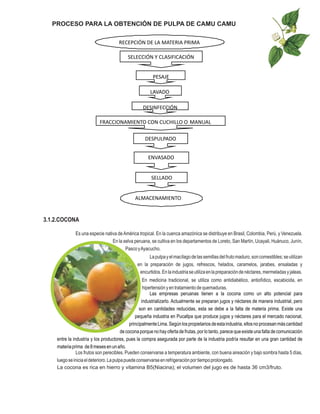 PROCESO PARA LA OBTENCIÓN DE PULPA DE CAMU CAMU

                                      RECEPCIÓN DE LA MATERIA PRIMA

                                           SELECCIÓN Y CLASIFICACIÓN


                                                         PESAJE

                                                       LAVADO

                                                   DESINFECCIÓN

                           FRACCIONAMIENTO CON CUCHILLO O MANUAL

                                                    DESPULPADO


                                                      ENVASADO


                                                        SELLADO


                                               ALMACENAMIENTO


3.1.2.COCONA

              Es una especie nativa de América tropical. En la cuenca amazónica se distribuye en Brasil, Colombia, Perú, y Venezuela.
                                 En la selva peruana, se cultiva en los departamentos de Loreto, San Martín, Ucayali, Huánuco, Junín,
                                        Pasco y Ayacucho.
                                                      La pulpa y el macílago de las semillas del fruto maduro, son comestibles; se utilizan
                                                en la preparación de jugos, refrescos, helados, caramelos, jarabes, ensaladas y
                                                 encurtidos. En la industria se utiliza en la preparación de néctares, mermeladas y jaleas.
                                                      En medicina tradicional, se utiliza como antidiabético, antiofídico, escabicida, en
                                                      hipertensión y en tratamiento de quemaduras.
                                                          Las empresas peruanas tienen a la cocona como un alto potencial para
                                                     industrializarlo. Actualmente se preparan jugos y néctares de manera industrial, pero
                                                   son en cantidades reducidas, esta se debe a la falta de materia prima. Existe una
                                                 pequeña industria en Pucallpa que produce jugos y néctares para el mercado nacional,
                                              principalmente Lima. Según los propietarios de esta industria, ellos no procesan más cantidad
                                         de cocona porque no hay oferta de frutas, por lo tanto, parece que existe una falta de comunicación
    entre la industria y los productores, pues la compra asegurada por parte de la industria podría resultar en una gran cantidad de
    materia prima de 8 meses en un año.
               Los frutos son perecibles. Pueden conservarse a temperatura ambiente, con buena aireación y bajo sombra hasta 5 días,
    luego se inicia el deterioro. La pulpa puede conservarse en refrigeración por tiempo prolongado.
    La cocona es rica en hierro y vitamina B5(Niacina); el volumen del jugo es de hasta 36 cm3/fruto.
 