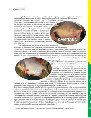 3.2. ACUICULTURA



           La región Amazónica cuenta con una gran diversidad biológica y numerosas especies de consumo y
    ornamentales con potencialidad de cultivo; entre las primeras destacan: Colossoma macropomum,
    “gamitana”; Piaractus brachypomus, “paco”, Prochilodus nigricans,
    “boquichico”, Esta especies se cultivan desde hace dos décadas, y
    sin embargo, no tienen la tradición de las actividades
    agrícolas o agropecuarias de práctica común. Los
    avances logrados en cultivo y producción de alevinos de
    las especies señaladas, así como en tecnología de
    procesamiento de peces y moluscos amazónicos
    orientado a lograr productos con alto valor agregado,
    permiten avizorar posibilidades interesantes con fines
    de abastecimiento del mercado interno y externo,
    contribuyendo a diversificar las actividades productivas del
                                                                                   GAMITANA
    poblador de la región.
             Los rendimientos que se están alcanzando superan los
    alcanzados en otras actividades productivas tradicionales en la Amazonía Peruana.
    La piscicultura constituye, pues, una alternativa de producción de pescado capaz de atenuar la demanda y
    disminuir la presión sobre los recursos naturales, en especial de los peces de mayor valor como gamitana,
    paiche, paco, que muestran signos de sobreexplotación, particularmente cerca de las ciudades más grandes . La
    Amazonía Peruana posee condiciones adecuadas para el desarrollo de los cultivos acuícolas, orientados hacia
                                                     una actividad económica con posibilidades de contribuir al PBI
                                                           regional y nacional.
                                                                Estas condiciones se resumen de la siguiente manera:
                                                                 (i) posee una gran diversidad biológica, con muchos
                                                                   recursos aún poco conocidos, pero a la vez con
                                                                    posibilidades de cultivo; (ii) disponibilidad de
                                                                    terrenos apropiadas para la construcción de
                                 PACO                              estanques, con agua abundante, disponible tanto en
                                                                los ríos y lagunas, así como de un gran volumen de
                                                             escurrimiento superficial; (iii) clima tropical más o menos
                                                         estable a través del año, apropiado para el crecimiento de las
                                                 especies en cultivo; (iv) hábitos de consumo de pescado por la
    población local; (v) disponibilidad mano de obra barata; (vi) disponibilidad de tecnologías de cultivo y
    transformación de los productos; y (vii) demanda insatisfecha del mercado externo.
    Sin embargo, el desarrollo de la actividad enfrenta una serie de limitantes que deben enfrentarse en un esfuerzo
    conjunto de los productores, instituciones de apoyo y financieras. Entre estas limitantes destacan: (i) escasez de
    alevinos de peces nativos; (ii) ausencia de plantas de preparación de alimentos balanceados para peces; (iii)          Ucayali Región
    mercado limitado al ámbito local y sólo como producto primario al estado fresco, sin valor agregado; (iv) escasa
    coordinación interinstitucional entre los agentes públicos y privados; (v) escaso conocimiento de la tecnología de
    cultivo en el sector productivo; (vi) escasez de programas de transferencia de tecnología; (vii) inadecuado marco
    legal que limita la instalación de proyectos de cultivo de peces; (viii) Carencia de estrategia de mercado para
    posesionarse convenientemente. (ix) limitada oferta de servicios como luz, teléfono, vías de transporte; (x)
    escasez de cadenas de frío para hacer el acopio de los productos (1)

     (1) Tratado de Cooperación Amazónica (1996) Piscicultura Amazónica con Especies Nativas. Lima Perú. p. 150.
 