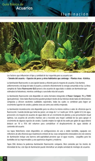 Los factores que influencian el tipo y cantidad de luz requerida para su acuario son:
• Tamaño del acuario. • Especies de peces y otros habitantes que contenga. • Plantas vivas. •Estética.
La iluminación fluorescente es una opción barata y eficiente para la mayoría de acuarios. Esta ilumina
uniformemente a lo largo de todo el acuario y convierte eficientemente la energía consumida en luz. La línea
completa de Tubos Fluorescente GLO provee a los acuarios de agua dulce o salada con iluminación que
estimulará la fotosíntesis, mientras contribuye a una bella vista del acuario
La iluminación fluorescente está disponible en varios formatos incluyendo el Power Compact, T5 y T5HO
(gran potencia). Estos tubos fluorescentes pueden producir niveles de luz intensos desde tubos de dimensiones
compactas y ofrecen excelentes cualidades espectrales, todas las cuales se combinan para lograr un
crecimiento superior de corales y plantas vivas así como una estética mejorada.
La iluminación incandescente está disponible pero no ofrece la misma estética o valor de eficiencia que la
fluorescente. Cuando decida que tanta luz poner, un rango de 1 a 3 watts por 3.8 lts. (galón U.S.) de agua,
proveerán a la mayoría de acuarios de agua dulce de un crecimiento de plantas y una presentación visual
óptimas. Los acuarios de arrecifes marinos van a necesitar una mayor cantidad de luz para apoyar el
crecimiento de algunas especies de corales. Cuando emplee la regla de los watts por galón de agua deberá
deducir un 10 a 15% del volumen para contabilizar el desplazamiento de agua debido al
contenido del acuario.
Las tapas Waterhome están disponibles en configuraciones de uno o doble bombilla, equipada con
reflectores de alta eficiencia que maximiza la emisión de luz. Loas componentes innovadores de este sistema
de iluminación incluye una barrera anti-capiralidad previene que el agua rezuma, casquillos para las
bombillas de luz impermeables y una apariencia elegante y moderna.
Tapas Elite destaca la poderosa iluminación fluorescente compacta. Bien conocida por los niveles de
intensidad de luz, este tipo de iluminación puede intensificar un amplia variedad de montajes de acuarios.
Acuarios
Guía Básica de
I l u m i n a c i ó n
22
 