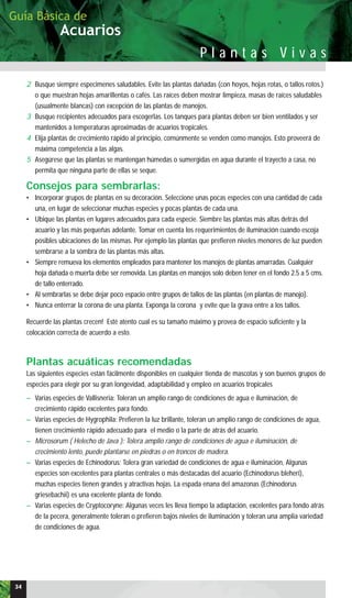 Acuarios
Guía Básica de
P l a n t a s V i v a s
2 Busque siempre especimenes saludables. Evite las plantas dañadas (con hoyos, hojas rotas, o tallos rotos.)
o que muestran hojas amarillentas o cafés. Las raíces deben mostrar limpieza, masas de raíces saludables
(usualmente blancas) con excepción de las plantas de manojos.
3 Busque recipientes adecuados para escogerlas. Los tanques para plantas deben ser bien ventilados y ser
mantenidos a temperaturas aproximadas de acuarios tropicales.
4 Elija plantas de crecimiento rápido al principio, comúnmente se venden como manojos. Esto proveerá de
máxima competencia a las algas.
5 Asegúrese que las plantas se mantengan húmedas o sumergidas en agua durante el trayecto a casa, no
permita que ninguna parte de ellas se seque.
Consejos para sembrarlas:
• Incorporar grupos de plantas en su decoración. Seleccione unas pocas especies con una cantidad de cada
una, en lugar de seleccionar muchas especies y pocas plantas de cada una.
• Ubique las plantas en lugares adecuados para cada especie. Siembre las plantas más altas detrás del
acuario y las más pequeñas adelante. Tomar en cuenta los requerimientos de iluminación cuando escoja
posibles ubicaciones de las mismas. Por ejemplo las plantas que prefieren niveles menores de luz pueden
sembrarse a la sombra de las plantas más altas.
• Siempre remueva los elementos empleados para mantener los manojos de plantas amarradas. Cualquier
hoja dañada o muerta debe ser removida. Las plantas en manojos solo deben tener en el fondo 2.5 a 5 cms.
de tallo enterrado.
• Al sembrarlas se debe dejar poco espacio entre grupos de tallos de las plantas (en plantas de manojo).
• Nunca enterrar la corona de una planta. Exponga la corona y evite que la grava entre a los tallos.
Recuerde las plantas crecen! Esté atento cual es su tamaño máximo y provea de espacio suficiente y la
colocación correcta de acuerdo a esto.
Plantas acuáticas recomendadas
Las siguientes especies están fácilmente disponibles en cualquier tienda de mascotas y son buenos grupos de
especies para elegir por su gran longevidad, adaptabilidad y empleo en acuarios tropicales
— Varias especies de Vallisneria: Toleran un amplio rango de condiciones de agua e iluminación, de
crecimiento rápido excelentes para fondo.
— Varias especies de Hygrophila: Prefieren la luz brillante, toleran un amplio rango de condiciones de agua,
tienen crecimiento rápido adecuado para el medio o la parte de atrás del acuario.
— Microsorum ( Helecho de Java ): Tolera amplio rango de condiciones de agua e iluminación, de
crecimiento lento, puede plantarse en piedras o en troncos de madera.
— Varias especies de Echinodorus: Tolera gran variedad de condiciones de agua e iluminación, Algunas
especies son excelentes para plantas centrales o más destacadas del acuario (Echinodorus bleheri),
muchas especies tienen grandes y atractivas hojas. La espada enana del amazonas (Echinodorus
griesebachii) es una excelente planta de fondo.
— Varias especies de Cryptocoryne: Algunas veces les lleva tiempo la adaptación, excelentes para fondo atrás
de la pecera, generalmente toleran o prefieren bajos niveles de iluminación y toleran una amplia variedad
de condiciones de agua.
34
 