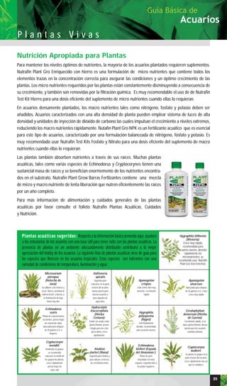 Nutrición Apropiada para Plantas
Para mantener los niveles óptimos de nutrientes, la mayoría de los acuarios plantados requieren suplementos.
Nutrafin Plant Gro Enriquecido con hierro es una formulación de micro nutrientes que contiene todos los
elementos trazas en la concentración correcta para asegurar las condiciones y un óptimo crecimiento de las
plantas. Los micro nutrientes requeridos por las plantas están constantemente disminuyendo a consecuencia de
su crecimiento, y también son removidas por la filtración química. Es muy recomendable el uso de de Nutrafin
Test Kit Hierro para una dosis eficiente del suplemento de micro nutrientes cuando ellas lo requieran.
En acuarios densamente plantados, los macro nutrientes tales como nitrógeno, fosfato y potasio deben ser
añadidos. Acuarios caracterizados con una alta densidad de planta pueden emplear sistema de luces de alta
densidad y unidades de inyección de dióxido de carbono las cuales impulsan el crecimiento a niveles extremos,
reduciendo los macro nutrientes rápidamente. Nutafin Plant Gro NPK es un fertilizante acuático que es esencial
para este tipo de acuarios, caracterizado por una formulación balanceada de nitrógeno, fosfato y potasio. Es
muy recomendado usar Nutrafin Test Kits Fosfato y Nitrato para una dosis eficiente del suplemento de macro
nutrientes cuando ellas lo requieran.
Las plantas también absorben nutrientes a través de sus raíces. Muchas plantas
acuáticas, tales como varias especies de Echinodorus y Cryptocorynes tienen una
sustancial masa de raíces y se benefician enormemente de los nutrientes encontra-
dos en el substrato. Nutrafin Plant Grow Barras Fertlizantes contiene una mezcla
de micro y macro nutriente de lenta liberación que nutren eficientemente las raíces
por un año completo.
Para más información de alimentación y cuidados generales de las plantas
acuáticas por favor consulte el folleto Nutrafin Plantas Acuáticas, Cuidados
y Nutrición.
P l a n t a s V i v a s
Acuarios
Guía Básica de
Hygrophila Difformis
(Wisteria):
Crece muy rápido,
recomendada para
acuarios nuevos, absorbe
rápidamente los
micronutrientes, se
recomienda usar Nutrafin
Plant Gro Iron Enriched.
Microsorium
pteropus
(Helecho de
Java):
Se adhiere a los troncos y
rocas, florece variedad de
valores de pH y dureza, y
en iluminación de baja
hasta muy alta
Vallisneria
spiralis
Sugerida para
colocarse en la parte
trasera del acuario,
buena opción para
nuevos acuarios y
para aquellos de
agua dura.
Aponogeton
crispus:
Color verde olivo muy
atractivo, crecimiento
rápido
Aponogeton
ulvaceus:
Adecuada para tanques
de 30 galones U.S. o más,
crece muy rápido.
Echinodorus
osiris
Planta de características
excelentes, provee hojas
de coloración rojiza,
adecuada para tanques
de 30 galones U.S. o
mayores.
Hydrocotyle
leucocephala
(Hierba
Centavo):
Puede ser usada como
planta flotante, provee
refugio para las crías
(pececillos), crece
rápidamente.
Hygrophila
polysperma
(Hygro):
Extremadamente
durable, recomendada
para acuarios nuevos.
Ceratophyllum
demersum (Hierba
de Cuerno):
Crecimiento rápido, es la
típica planta flotante, Buena
opción para los acuarios
redondos (bowls).
Cryptocoryne
wendtii:
Sembrada en grupos,
se recomienda
colocarla en medio de
los grupos de plantas,
crece rápidamente
provee hojas de
color café.
Anubias
barteri (Nana):
Sugerida para fondos y
para adosar a troncos,
de crecimiento lento.
Echinodorus
bleheri (Espada
del Amazonas ):
Planta de gran
vistosidad, necesita
espacio, responde bien a
las podas regulares.
Cryptocoryne
walkeri:
Se planta en grupos en la
parte trasera del acuario,
crece rápidamente una vez
que se establece.
Plantas acuáticas sugeridas: Respecto a la información básica proveída aquí, ayudará
a los entusiastas de los acuarios con una base útil para tener éxito con las plantas acuáticas. La
presencia de plantas en un ambiente adecuadamente distribuido contribuirá a la mejor
apreciación del hobby de los acuarios. La siguiente lista de plantas acuáticas sirve de guía para
las especies que florecen en los acuarios tropicales. Estas especies son tolerantes con una
variedad de condiciones de temperatura, iluminación y agua:
35
 