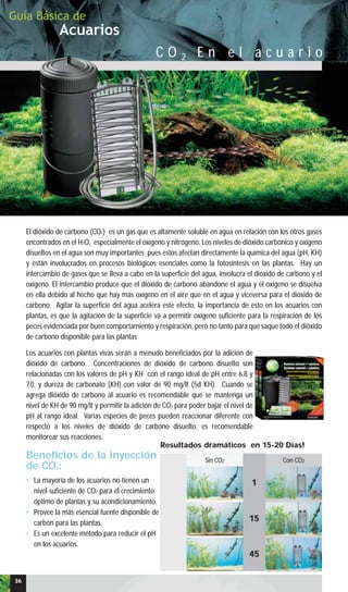 Acuarios
Guía Básica de
C O 2 E n e l a c u a r i o
El dióxido de carbono (CO2) es un gas que es altamente soluble en agua en relación con los otros gases
encontrados en el H2O, especialmente el oxígeno y nitrógeno. Los niveles de dióxido carbónico y oxígeno
disueltos en el agua son muy importantes pues estos afectan directamente la química del agua (pH, KH)
y están involucrados en procesos biológicos esenciales como la fotosíntesis en las plantas. Hay un
intercambio de gases que se lleva a cabo en la superficie del agua, involucra el dióxido de carbono y el
oxígeno. El intercambio produce que el dióxido de carbono abandone el agua y el oxígeno se disuelva
en ella debido al hecho que hay más oxígeno en el aire que en el agua y viceversa para el dióxido de
carbono. Agitar la superficie del agua acelera este efecto, la importancia de esto en los acuarios con
plantas, es que la agitación de la superficie va a permitir oxígeno suficiente para la respiración de los
peces evidenciada por buen comportamiento y respiración, pero no tanto para que saque todo el dióxido
de carbono disponible para las plantas
Los acuarios con plantas vivas serán a menudo beneficiados por la adición de
dióxido de carbono. Concentraciones de dióxido de carbono disuelto son
relacionadas con los valores de pH y KH con el rango ideal de pH entre 6.8 y
7.0, y dureza de carbonato (KH) con valor de 90 mg/lt (5d KH). Cuando se
agrega dióxido de carbono al acuario es recomendable que se mantenga un
nivel de KH de 90 mg/lt y permitir la adición de CO2 para poder bajar el nivel de
pH al rango ideal. Varias especies de peces pueden reaccionar diferente con
respecto a los niveles de dióxido de carbono disuelto, es recomendable
monitorear sus reacciones.
Beneficios de la inyección
de CO2:
• La mayoría de los acuarios no tienen un
nivel suficiente de CO2 para el crecimiento
óptimo de plantas y su acondicionamiento.
• Provee la más esencial fuente disponible de
carbón para las plantas.
• Es un excelente método para reducir el pH
en los acuarios.
Sin CO2 Con CO2
1
15
45
Resultados dramáticos en 15-20 Días!
36
 