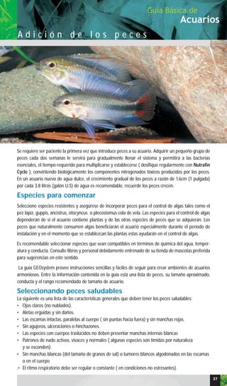 Se requiere ser paciente la primera vez que introduce peces a su acuario. Adquirir un pequeño grupo de
peces cada dos semanas le servirá para gradualmente llenar el sistema y permitirá a las bacterias
esenciales, el tiempo requerido para multiplicarse y establecerse ( dosifique regularmente con Nutrafin
Cycle ), convirtiendo biológicamente los componentes nitrogenados tóxicos producidos por los peces.
En un acuario nuevo de agua dulce, el crecimiento gradual de los peces a razón de 1.6cm (1 pulgada)
por cada 3.8 litros (galón U.S) de agua es recomendable, recuerde los peces crecen.
Especies para comenzar
Seleccione especies resistentes y asegúrese de incorporar peces para el control de algas tales como el
pez lápiz, guppis, ancistrus, otocyncus o plecostomus cola de vela. Las especies para el control de algas
dependerán de si el acuario contiene plantas y de las otras especies de peces que se adquieran. Los
peces que naturalmente consumen algas beneficiarán el acuario especialmente durante el período de
instalación y en el momento que se establezcan las plantas estas ayudarán en el control de algas.
Es recomendable seleccionar especies que sean compatibles en términos de química del agua, temper-
atura y conducta. Consulte libros y personal debidamente entrenado de su tienda de mascotas preferida
para sugerencias en este sentido.
La guía GEOsystem provee instrucciones sencillas y fáciles de seguir para crear ambientes de acuarios
armoniosos. Entre la información contenida en la guía está una lista de peces, su tamaño aproximado,
conducta y el rango recomendado de tamaño de acuario.
Seleccionando peces saludables
La siguiente es una lista de las características generales que deben tener los peces saludables:
• Ojos claros (no nublados).
• Aletas erguidas y sin daños.
• Las escamas intactas, paralelas al cuerpo ( sin puntas hacia fuera) y sin manchas rojas.
• Sin agujeros, ulceraciones o hinchazones.
• Las especies con cuerpos traslúcidos no deben presentar manchas internas blancas
• Patrones de nado activos, vivaces y normales ( algunas especies son tímidas por naturaleza
y se esconden).
• Sin manchas blancas (del tamaño de granos de sal) o tumores blancos algodonados en las escamas
o en el cuerpo
.• El ritmo respiratorio debe ser regular o constante ( en condiciones no estresantes).
Acuarios
Guía Básica de
A d i c i ó n d e l o s p e c e s
37
 