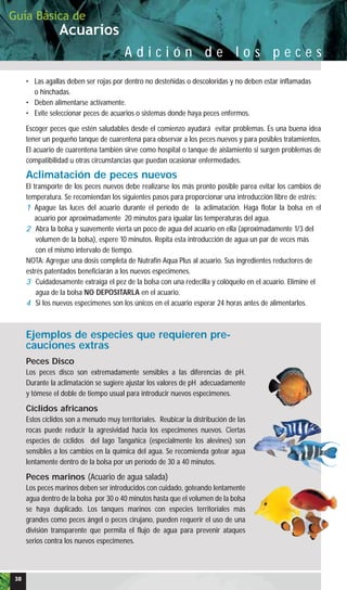 Acuarios
Guía Básica de
A d i c i ó n d e l o s p e c e s
• Las agallas deben ser rojas por dentro no desteñidas o descoloridas y no deben estar inflamadas
o hinchadas.
• Deben alimentarse activamente.
• Evite seleccionar peces de acuarios o sistemas donde haya peces enfermos.
Escoger peces que estén saludables desde el comienzo ayudará evitar problemas. Es una buena idea
tener un pequeño tanque de cuarentena para observar a los peces nuevos y para posibles tratamientos.
El acuario de cuarentena también sirve como hospital o tanque de aislamiento si surgen problemas de
compatibilidad u otras circunstancias que puedan ocasionar enfermedades.
Aclimatación de peces nuevos
El transporte de los peces nuevos debe realizarse los más pronto posible parea evitar los cambios de
temperatura. Se recomiendan los siguientes pasos para proporcionar una introducción libre de estrés:
1 Apague las luces del acuario durante el período de la aclimatación. Haga flotar la bolsa en el
acuario por aproximadamente 20 minutos para igualar las temperaturas del agua.
2 Abra la bolsa y suavemente vierta un poco de agua del acuario en ella (aproximadamente 1/3 del
volumen de la bolsa), espere 10 minutos. Repita esta introducción de agua un par de veces más
con el mismo intervalo de tiempo.
NOTA: Agregue una dosis completa de Nutrafin Aqua Plus al acuario. Sus ingredientes reductores de
estrés patentados beneficiarán a los nuevos especimenes.
3 Cuidadosamente extraiga el pez de la bolsa con una redecilla y colóquelo en el acuario. Elimine el
agua de la bolsa NO DEPOSITARLA en el acuario.
4 Si los nuevos especimenes son los únicos en el acuario esperar 24 horas antes de alimentarlos.
Ejemplos de especies que requieren pre-
cauciones extras
Peces Disco
Los peces disco son extremadamente sensibles a las diferencias de pH.
Durante la aclimatación se sugiere ajustar los valores de pH adecuadamente
y tómese el doble de tiempo usual para introducir nuevos especimenes.
Cíclidos africanos
Estos cíclidos son a menudo muy territoriales. Reubicar la distribución de las
rocas puede reducir la agresividad hacia los especimenes nuevos. Ciertas
especies de cíclidos del lago Tangañica (especialmente los alevines) son
sensibles a los cambios en la química del agua. Se recomienda gotear agua
lentamente dentro de la bolsa por un período de 30 a 40 minutos.
Peces marinos (Acuario de agua salada)
Los peces marinos deben ser introducidos con cuidado, goteando lentamente
agua dentro de la bolsa por 30 o 40 minutos hasta que el volumen de la bolsa
se haya duplicado. Los tanques marinos con especies territoriales más
grandes como peces ángel o peces cirujano, pueden requerir el uso de una
división transparente que permita el flujo de agua para prevenir ataques
serios contra los nuevos especimenes.
38
 