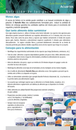Menos algas
El exceso de fósforo en la comida puede contribuir a un inusual crecimiento de algas y
polución. El Nutrafin Max esta cuidadosamente formulado para reducir la cantidad de
fósforo sin embargo garantiza las cantidades óptimas del mismo para el crecimiento del
esqueleto y nutrición apropiada.
Qué tanto alimento debo suministrar
Una regla empírica buena es utilizar el tiempo como factor indicador. Las especies más agresivas para
alimentarse pueden consumir fácilmente sus requisitos alimenticios en 2 o 3 minutos, dos o tres veces
diarias. Peces tales como los peces disco y especies que habitan comúnmente el fondo del acuario
(peces gato, loaches, tiburones y plecostomus) requieren usualmente 5 minutos para alimentarse
adecuadamente. Se sugiere consultar libros y personal debidamente entrenado de su tienda de
mascotas preferida para obtener detalles específicos acerca de las especies que tenga en su acuario.
Consejos para la alimentación
• Identifique los requerimientos nutricionales de las especies que tenga (herbívoros, omnívoros, etc.).
• Trate de evitar alimentar a especies depredadoras grandes con peces vivos. Utilice alimentos secos
o congelados, habrá menos riesgo de enfermedades y facilitará la alimentación de sus peces
mientras usted no esté presente.
• Antes de alimentar a los peces, espere un mínimo de 30 minutos después de apagar o antes de
encender las luces del acuario.
• Mantenga los alimentos secos lejos de la humedad y no los manipule con las manos mojadas.
• Use el anillo de alimentación Nutrafin Max para alimentos secos. Esto ayudará a prevenir que la
comida entre al filtro o se deposite en la grava.
• Utilice un alimentador automático (por ejemplo Nutrafin Profeed o Nutramatic 2x), si su horario no
le permite darles una alimentación regular.
• Los acuarios que contengan especies que se alimenten en el fondo (botias, corydoras, etc.),
deberán alimentarse regularmente con tabletas de alimento que se depositan en el fondo
del acuario.
• Utilice alimentos de calidad Nutrafin Max proporciona nutrición completa y
de gran calidad.
• Proporcione una dieta variada, mínimo 2 comidas
secas (1 de hojuelas y 1 de liofilizados)
y una de alimentos congelados.
• Siempre trate de incorporar
espirulina a la dieta de los
peces, especialmente si
tiene peces herbívoros.
41
Acuarios
Guía Básica de
N u t r i c i ó n d e l o s p e c e s
 