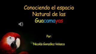 Conociendo el espacio
Natural de las
Guacamayas
Por:
NicolásGonzálezVelasco
 