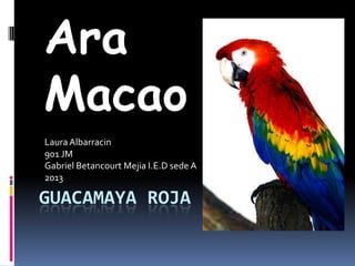Ara
Macao
Laura Albarracin
901 JM
Gabriel Betancourt Mejia I.E.D sede A
2013

GUACAMAYA ROJA
 