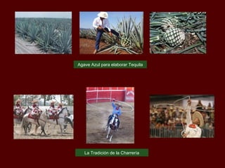 Agave Azul para elaborar Tequila La Tradición de la Charrería 