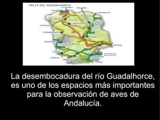 La desembocadura del río Guadalhorce,
es uno de los espacios más importantes
    para la observación de aves de
               Andalucía.
 