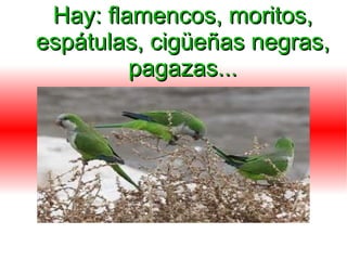 Hay: flamencos, moritos,
espátulas, cigüeñas negras,
         pagazas...
 