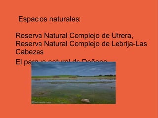 Espacios naturales:

Reserva Natural Complejo de Utrera,
Reserva Natural Complejo de Lebrija-Las
Cabezas
El parque natural de Doñana..
                            .
 