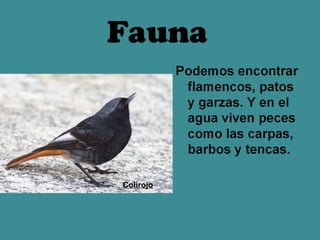 Fauna



Colirojo
 