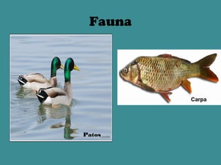 Fauna




         Carpa




Patos
 