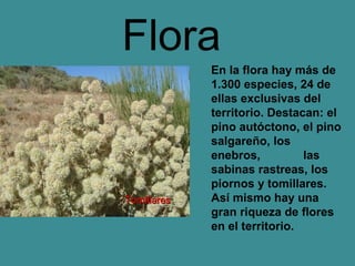 Flora
             En la flora hay más de
             1.300 especies, 24 de
             ellas exclusivas del
             territorio. Destacan: el
             pino autóctono, el pino
             salgareño, los
             enebros,          las
             sabinas rastreas, los
             piornos y tomillares.
Tomillares   Así mismo hay una
             gran riqueza de flores
             en el territorio.
 