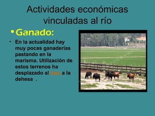Actividades económicas
       vinculadas al río
•Ganado:
• En la actualidad hay
  muy pocas ganaderías
  pastando en la
  marisma. Utilización de
  estos terrenos ha
  desplazado al toro a la
  dehesa .
 