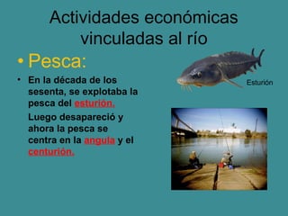 Actividades económicas
          vinculadas al río
• Pesca:
• En la década de los          Esturión
  sesenta, se explotaba la
  pesca del esturión.
  Luego desapareció y
  ahora la pesca se
  centra en la angula y el
  centurión.
 
