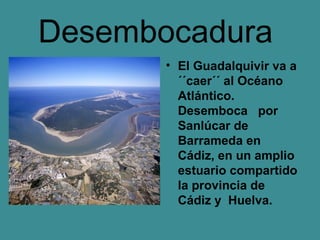 Desembocadura
       • El Guadalquivir va a
         ´´caer´´ al Océano
         Atlántico.
         Desemboca por
         Sanlúcar de
         Barrameda en
         Cádiz, en un amplio
         estuario compartido
         la provincia de
         Cádiz y Huelva.
 