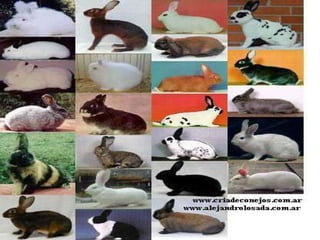 Animal pequeño de orejas largas