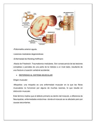 -Poliomielitis anterior aguda.
-Lesiones medulares degenerativas:
-Enfermedad de Werding-Hoffmann
-Ataxia de Friedreich. Traumatismos medulares. Son consecuencia de las lesiones
completas o parciales de una parte de la médula a un nivel dado, resultante de
una fractura o luxación vertebral accidental.
 REFERIDAS AL SISTEMA MUSCULAR
Origen muscular:
-Miopatías: una miopatía es una enfermedad muscular en la que las fibras
musculares no funcionan por alguna de muchas razones, lo que resulta en
disfunción muscular.
Este término implica que el defecto primario es dentro del músculo, a diferencia de
Neuropatías, enfermedades endocrinas donde el músculo se ve afectado pero por
causas secundarias.
 
