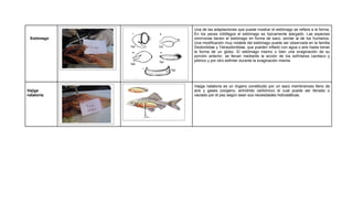 Una de las adaptaciones que puede mostrar el estómago se refiere a la forma.
             En los peces ictiófagos el estómago es típicamente alargado. Las especies
 Estómago    omnívoras tienen el estómago en forma de saco, similar al de los humanos.
             Una modificación muy notable del estómago puede ser observada en la familia
             Diodontidae y Tetraodontidae, que pueden inflarlo con agua o aire hasta tomar
             la forma de un globo. El estómago mismo o bien una evaginación de su
             porción anterior, se llenan mediante la acción de los esfínteres cardiaco y
             pilórico y por otro esfínter durante la evaginación misma.




             Vejiga natatoria es un órgano constituido por un saco membranoso lleno de
Vejiga       aire y gases (oxígeno, anhídrido carbónico) el cual puede ser llenado o
natatoria.   vaciado por el pez según sean sus necesidades hidrostáticas.
 