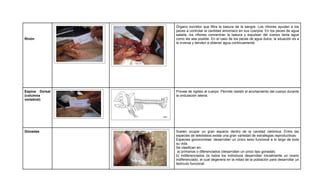 Órgano excretor que filtra la basura de la sangre. Los riñones ayudan a los
                peces a controlar la cantidad amoníaco en sus cuerpos. En los peces de agua
                salada, los riñones concentran la basura y expulsan del cuerpo tanta agua
Rinón           como les sea posible. En el caso de los peces de agua dulce, la situación es a
                la inversa y tienden a obtener agua continuamente.




Espina Dorsal   Provee de rigidez al cuerpo .Permite resistir el acortamiento del cuerpo durante
(columna        la ondulación lateral.
vertebral)




Gónadas         Suelen ocupar un gran espacio dentro de la cavidad celómica. Entre las
                especies de teleósteos existe una gran variedad de estrategias reproductivas:
                Especies gonocoristas: desarrollan un único sexo funcional a lo largo de toda
                su vida.
                Se clasifican en:
                 a) primarios o diferenciados (desarrollan un único tipo gonadal).
                b) indiferenciados (si todos los individuos desarrollan inicialmente un ovario
                indiferenciado, el cual degenera en la mitad de la población para desarrollar un
                testículo funcional.
 