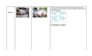 Sirven para proteger del balanceo y asistir en vueltas y paradas bruscas.
               Es la aleta de la cola, ubicada en el final del pedúnculo caudal. Según su
               forma se clasifican en:

Aleta anal .




               (A) - Heterocerca, (B) - Protocerca,
               (C) - Homocerca, (D) - Dificerca.
 