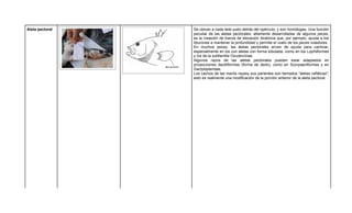 Aleta pectoral   Se ubican a cada lado justo detrás del opérculo, y son homólogas. Una función
                 peculiar de las aletas pectorales, altamente desarrolladas de algunos peces,
                 es la creación de fuerza de elevación dinámica que, por ejemplo, ayuda a los
                 tiburones a mantener la profundidad y permite el vuelo de los peces voladores.
                 En muchos peces, las aletas pectorales sirven de ayuda para caminar,
                 especialmente en los con aletas con forma lobulada, como en los Lophiiformes
                 y los de la subfamilia Oxudercinae.
                 Algunos rayos de las aletas pectorales pueden estar adaptados en
                 proyecciones dactiliformes (forma de dedo), como en Scorpaeniformes y en
                 Dactylopteridae.
                 Los cachos de las manta rayasy sus parientes son llamados "aletas cefálicas";
                 esto es realmente una modificación de la porción anterior de la aleta pectoral.
 