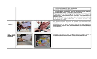 1. El corazón bombea sangre hacia las branquias.
                   2. La sangre es aireada en las branquias.
                   3. La sangre arterial es dispersada dentro de los capilares, donde tiene lugar
                   la transferencia de oxígeno y nutrientes al tejido circundante.
                   4. Los nutrientes del alimento ingerido son absorbidos en el intestino y
                   transportados al hígado y posteriormente dispersados en la sangre a lo lardo
                   de todo el cuerpo.
                   5. En los riñones la sangre es "purificada" y los productos de desecho son
                   excretados por vía urinaria.

                   Los intestino completan el proceso de digestión y de absorción de los
                   nutrientes.
 Intestino         La diferencia entre los tamaño del intestino dependen de la alimentación de
                   los peces siendo cortos los de los peces depredadores carnívoros y largos los
                   de los herbívoros




Aleta   Pélvica    Se localiza en el abdomen. Actúa principalmente como frenos,pero también le
Ventral (ventral   da estabilidad y lo ayuda a dar vueltas. Impiden el balance arriba -abajo.
abdominal)
 