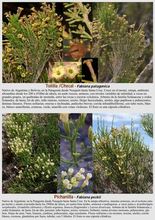 Guía de la flora de la Estepa y el Monte Patagónicos | PDF
