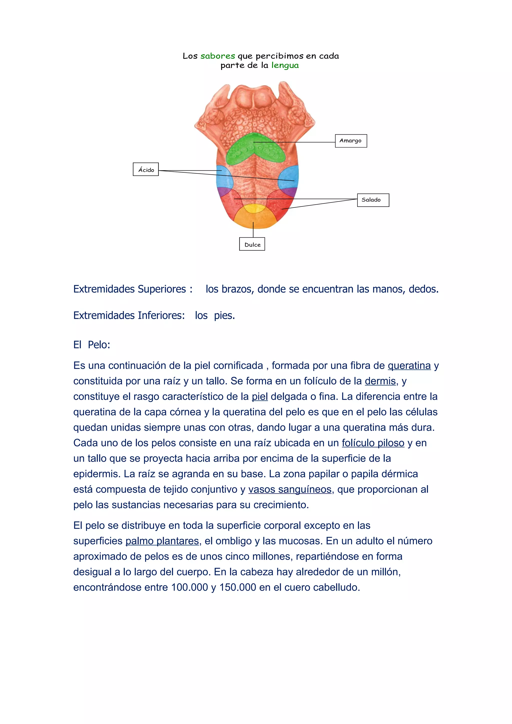Los sabores que percibimos en cada
                                 parte de la lengua




                                                              Amargo




              Ácido




                                                                   Salado




                                       Dulce




Extremidades Superiores :     los brazos, donde se encuentran las manos, dedos.

Extremidades Inferiores: los pies.

El Pelo:

Es una continuación de la piel cornificada , formada por una fibra de queratina y
constituida por una raíz y un tallo. Se forma en un folículo de la dermis, y
constituye el rasgo característico de la piel delgada o fina. La diferencia entre la
queratina de la capa córnea y la queratina del pelo es que en el pelo las células
quedan unidas siempre unas con otras, dando lugar a una queratina más dura.
Cada uno de los pelos consiste en una raíz ubicada en un folículo piloso y en
un tallo que se proyecta hacia arriba por encima de la superficie de la
epidermis. La raíz se agranda en su base. La zona papilar o papila dérmica
está compuesta de tejido conjuntivo y vasos sanguíneos, que proporcionan al
pelo las sustancias necesarias para su crecimiento.

El pelo se distribuye en toda la superficie corporal excepto en las
superficies palmo plantares, el ombligo y las mucosas. En un adulto el número
aproximado de pelos es de unos cinco millones, repartiéndose en forma
desigual a lo largo del cuerpo. En la cabeza hay alrededor de un millón,
encontrándose entre 100.000 y 150.000 en el cuero cabelludo.
 