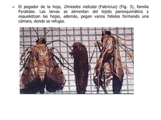 El pegador de la hoja, Omioides indicata (Fabricius) (Fig. 3), familia
Pyralidae. Las larvas se alimentan del tejido parenquimático y
esqueletizan las hojas, además, pegan varios foliolos formando una
cámara, donde se refugia.
 